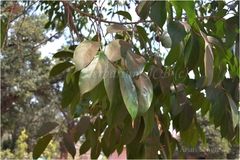 Hydnocarpus laurifolius